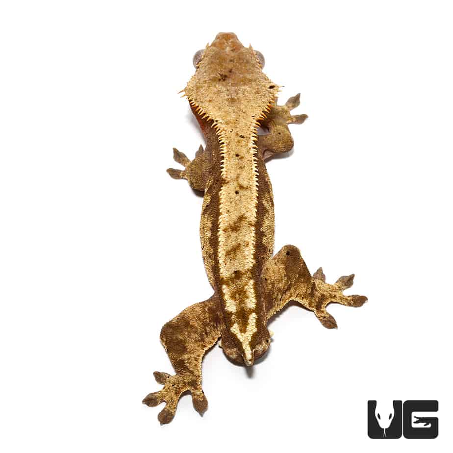 Adult Partial Pinstripe Harlequin Crested Gecko - Image 2