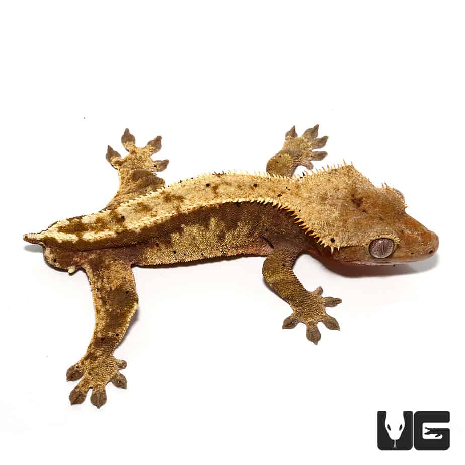 Adult Partial Pinstripe Harlequin Crested Gecko - Image 3