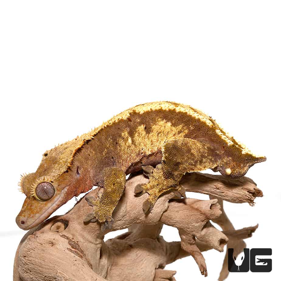 Adult Partial Pinstripe Harlequin Crested Gecko - Image 4