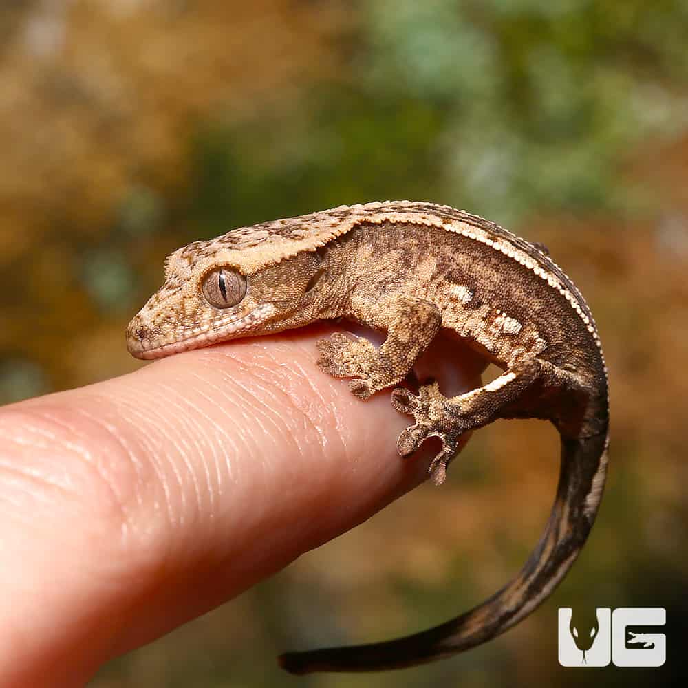 Baby C2 Empty Back Pinstripe Crested Gecko - Image 4