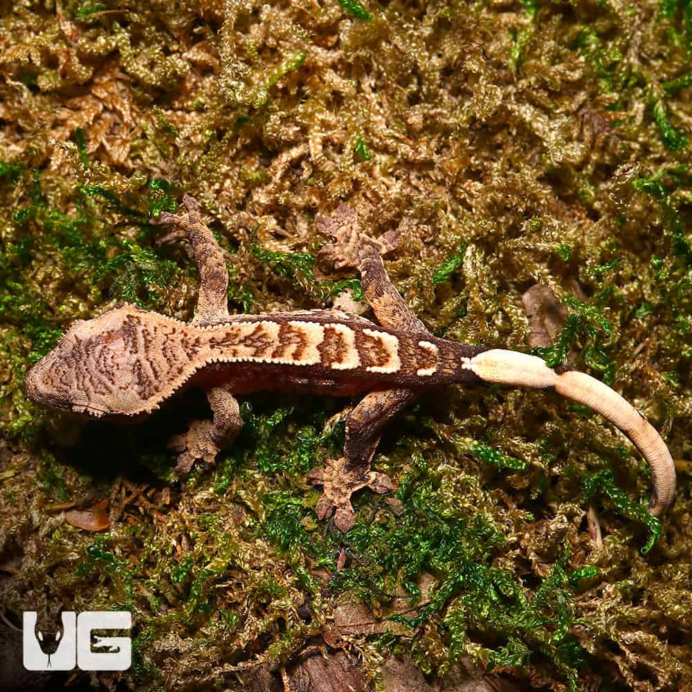 Baby C2 Harlequin With Funky Pattern Crested Gecko - Image 2