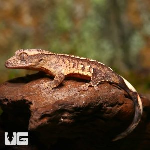 Baby C2 Harlequin With Funky Pattern Crested Gecko