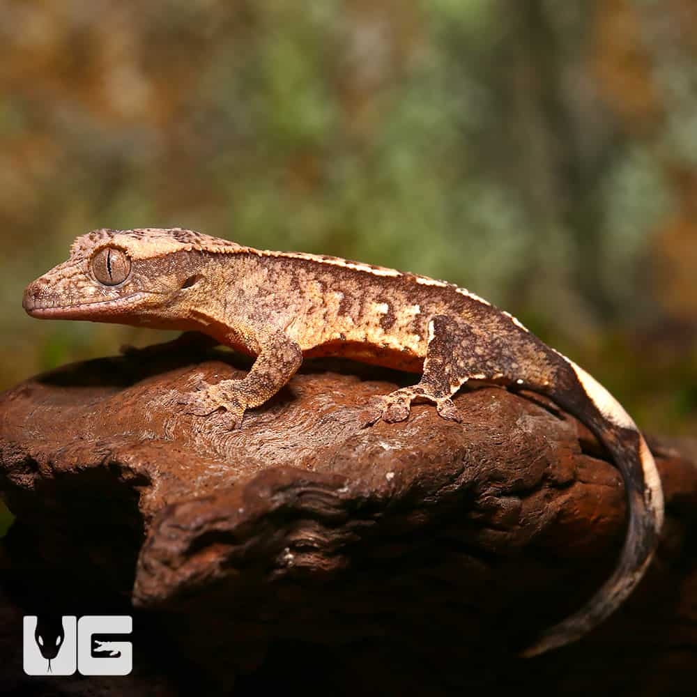 Baby C2 Harlequin With Funky Pattern Crested Gecko