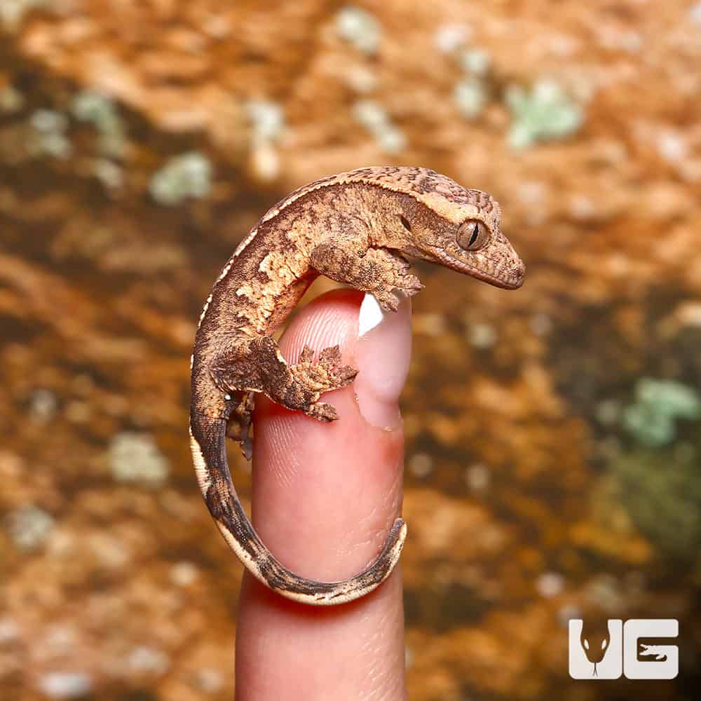Baby C2 Harlequin With Funky Pattern Crested Gecko - Image 3