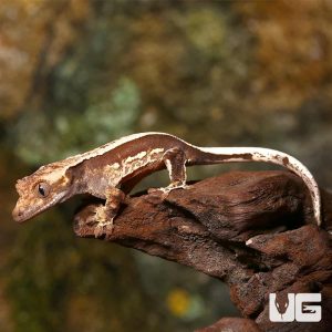 Baby Cream On Dark Super Stripe Whitewall Crested Gecko