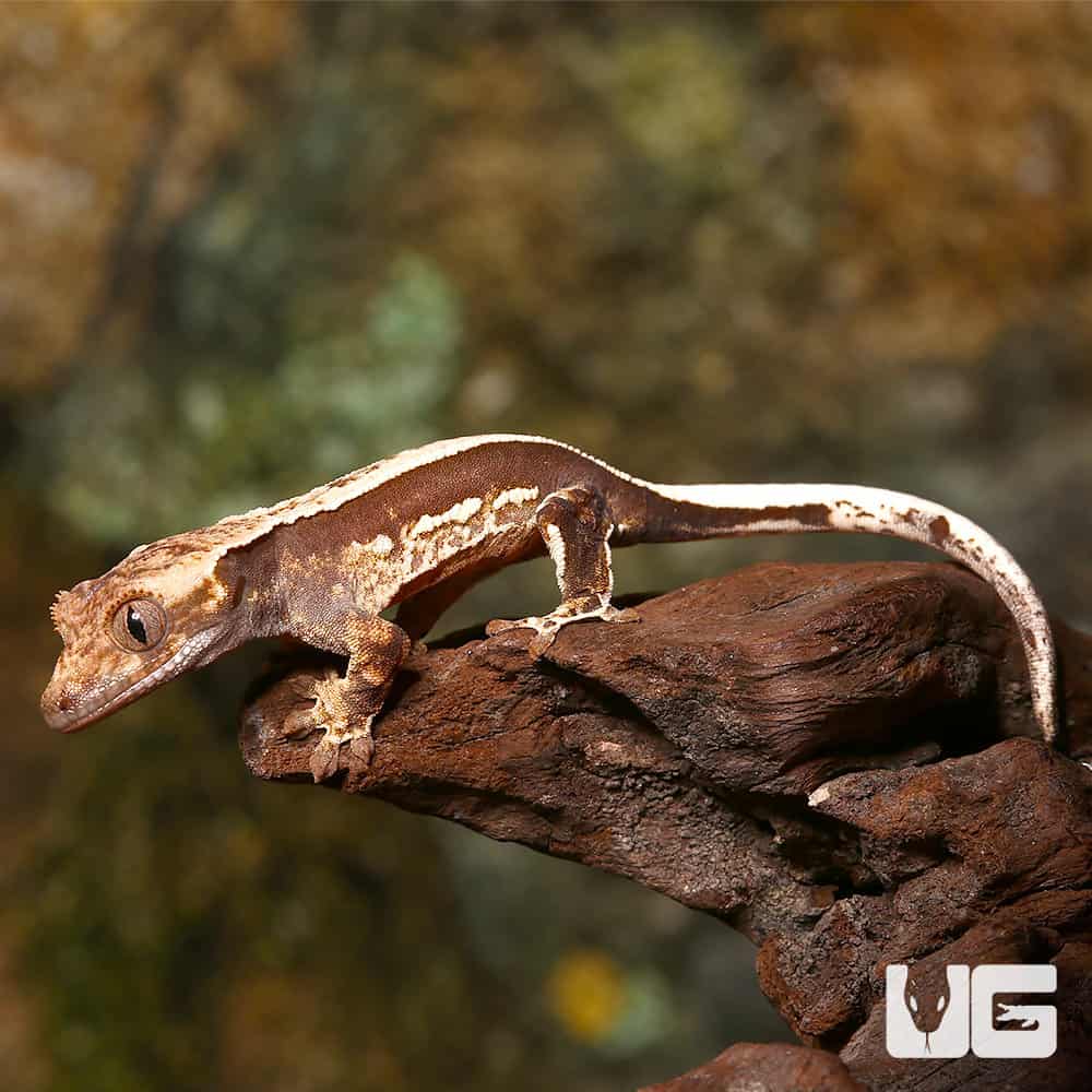 Baby Cream On Dark Super Stripe Whitewall Crested Gecko