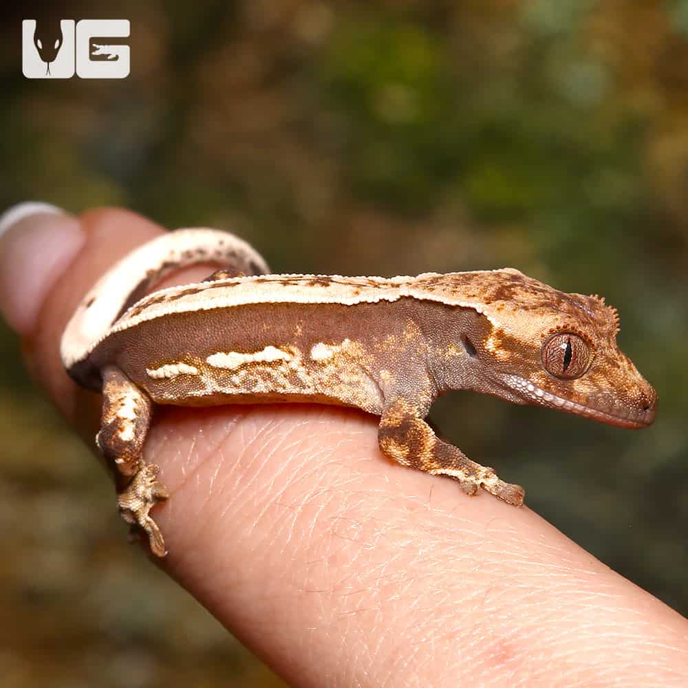 Baby Cream On Dark Super Stripe Whitewall Crested Gecko - Image 2