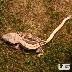 Baby Cream Pattern On A Dark Base Harlequin Partial Pinstripe Whitewall Crested Gecko