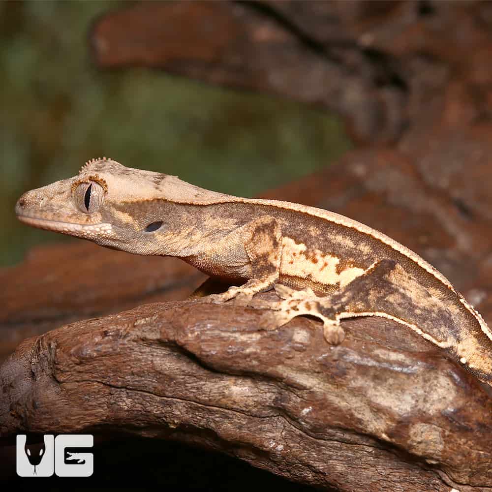 Baby Cream Pattern On A Dark Base Harlequin Partial Pinstripe Whitewall Crested Gecko - Image 2