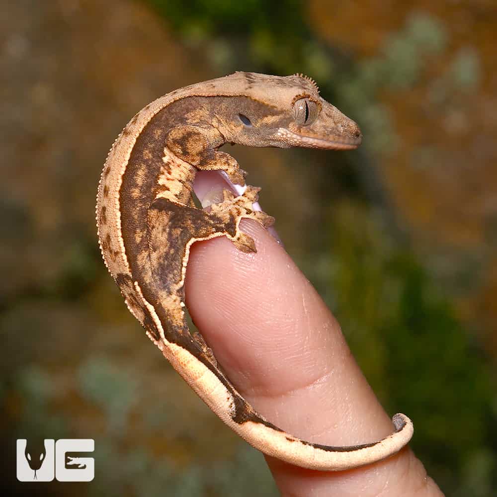 Baby Cream Pattern On A Dark Base Harlequin Partial Pinstripe Whitewall Crested Gecko - Image 3