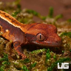 Baby Dark Base Super Stripe Crested Gecko
