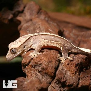 Baby Empty Back Patrial Pinstripe Crested Gecko