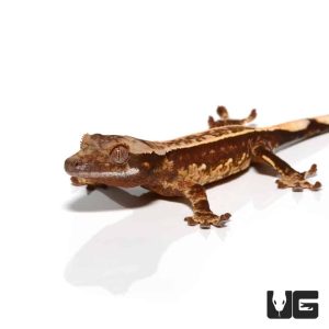 Baby Harlequin Pinstripe White Dot Crested Gecko