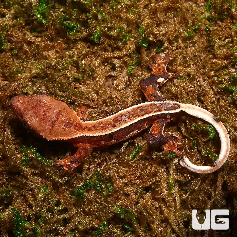 Baby Orange And Cream Pattern With Dark Red Base Pinstripe Harlequin Crested Gecko