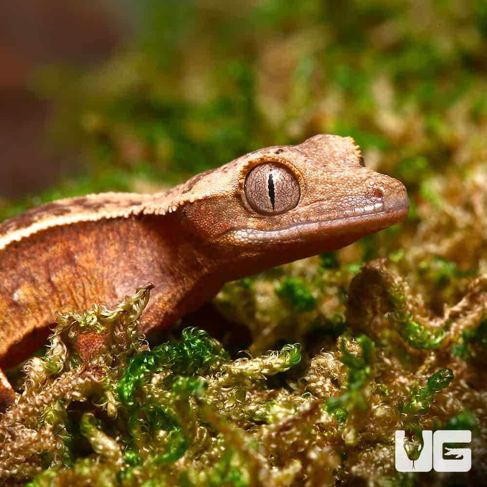 Juvenile Female Orange Base Empty Back Harlequin Pinstripe Crested Gecko
