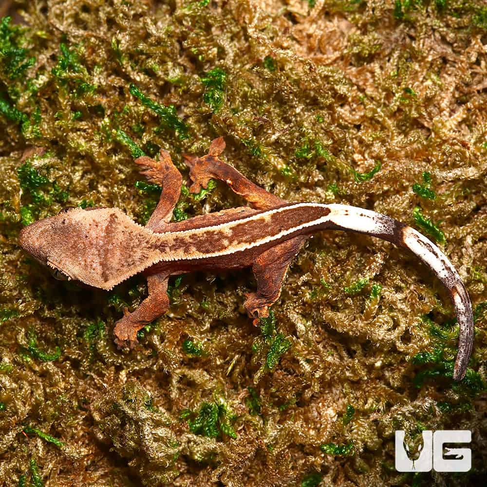 Juvenile Female Orange Base Empty Back Harlequin Pinstripe Crested Gecko - Image 2