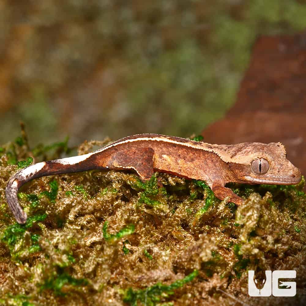 Juvenile Female Orange Base Empty Back Harlequin Pinstripe Crested Gecko - Image 3