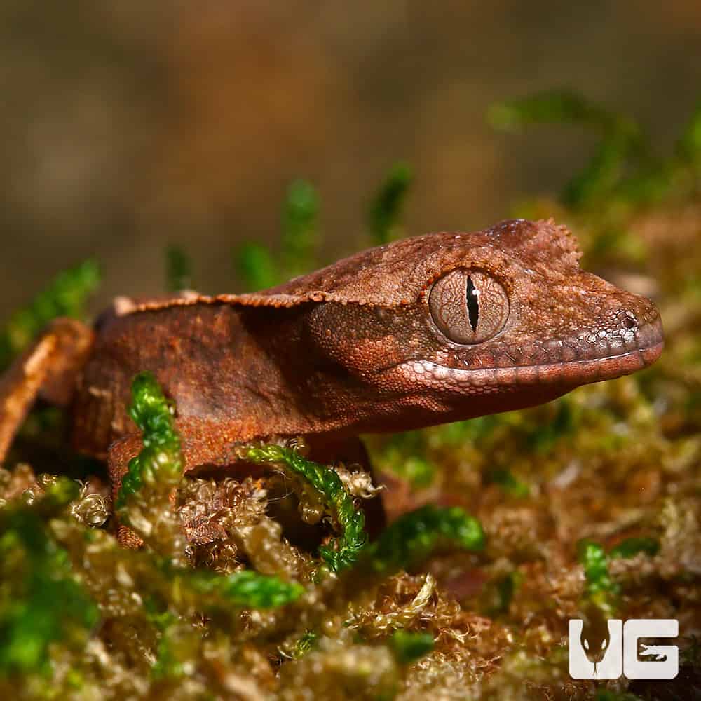 Baby Orange Base Reverse Partial Pinstripe Empty Back Crested Gecko