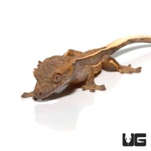 Baby Orange Cream Tri Stripe Crested Gecko