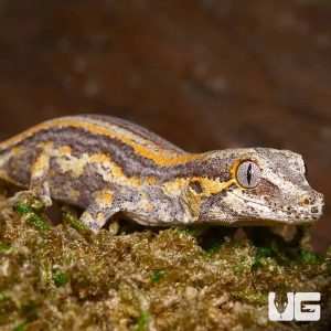 Baby Orange Striped Gargoyle Gecko (#2)