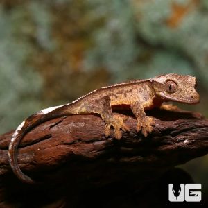 Baby Phantom Reverse Partial Pinstripe Crested Gecko
