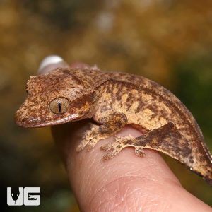 Baby Phantom Reverse Pinstripe Harlequin Crested Gecko