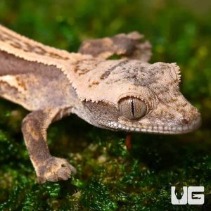Baby Quadstripe Crested Gecko #3