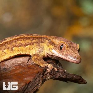 Baby Reverse Partial Pinstripe Phantom Crested Gecko