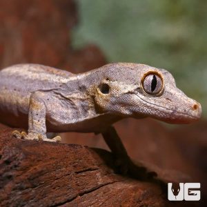 Baby Striped Gargoyle Gecko #1