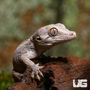 Baby Striped Gargoyle Gecko #2