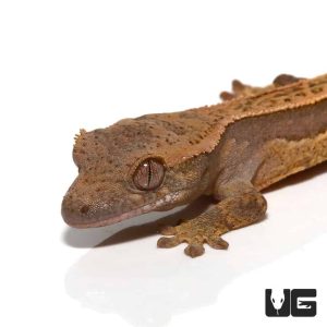 Baby White Wall Quad Stripe Crested Gecko