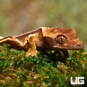 Baby Pinstripe White Wall Crested Gecko