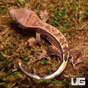 Baby C2 Reverse Partial Pinstripe Harlequin Crested Gecko