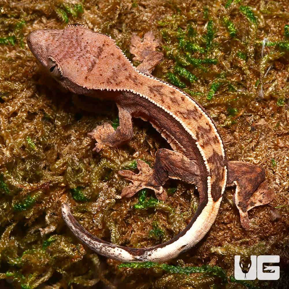 Baby C2 Reverse Partial Pinstripe Harlequin Crested Gecko