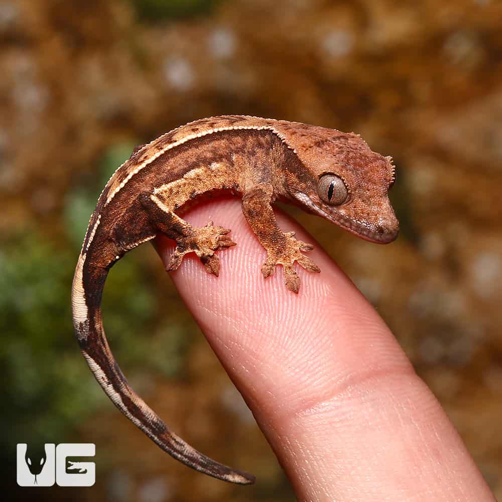 Baby C2 Reverse Partial Pinstripe Harlequin Crested Gecko - Image 4