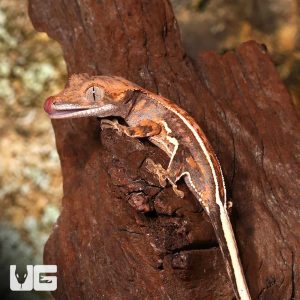 Baby Extreme Harlequin Pinstripe Crested Gecko