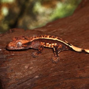 Baby Orange And Cream Pattern With Dark Red Base Partial Pinstripe Harlequin Crested Gecko