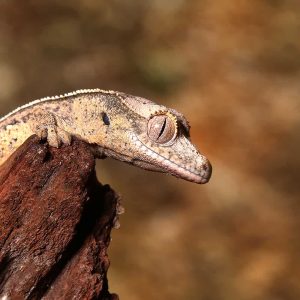 Baby Mocha Harlequin Partial Pinstripe Crested Gecko