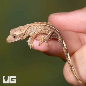 Baby Empty Back Partial Pinstripe Harlequin Crested Gecko