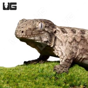 Juvenile GTX Leachianus Gecko
