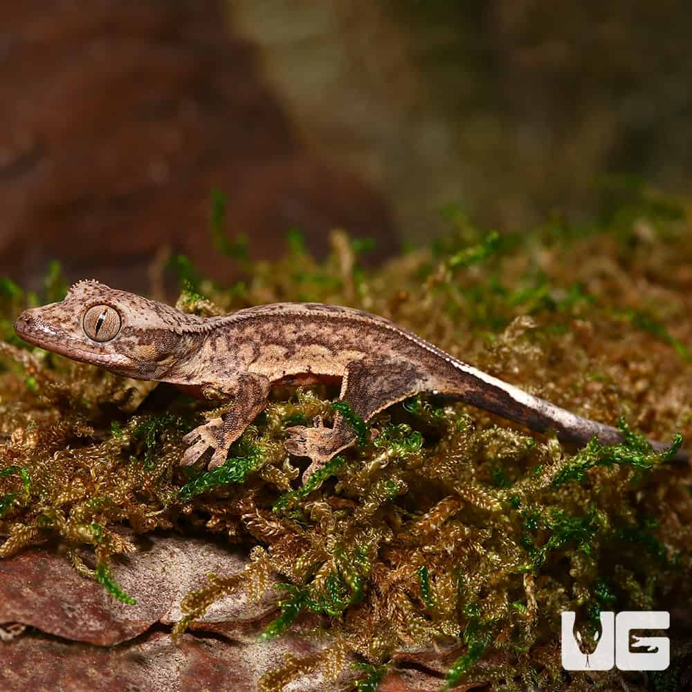 Baby Light Colored Reverse Phantom Pinstripe Crested Gecko - Image 2