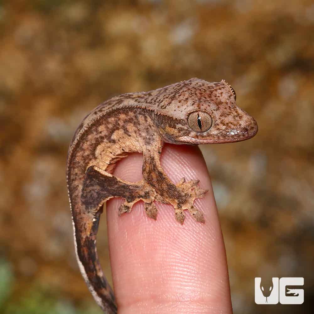 Baby Light Colored Reverse Phantom Pinstripe Crested Gecko - Image 3