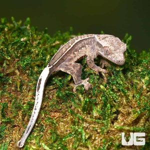Baby Pumpkin Reverse Pinstripe Harlequin Crested Gecko