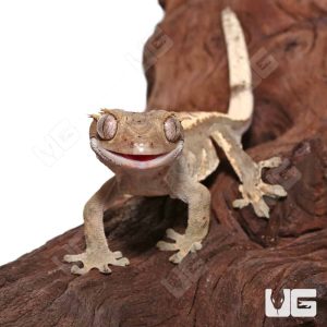 Subadult Female Pinstripe Crested Gecko