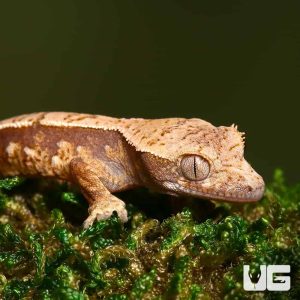 Baby Super Harlequin Red Base With Cream Patterning Crested Gecko