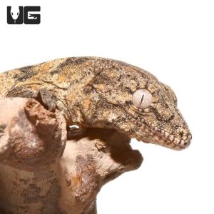 Baby Super Pink Nu Ana Leachianus Gecko