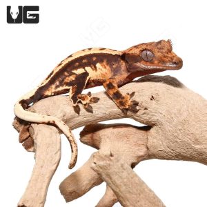 Baby Tricolor Crested Gecko