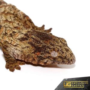 Baby High Pink Nu Ana Leachianus Gecko