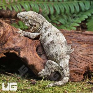 Baby Leachianus Gecko #1