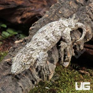 Baby Leachianus Gecko #2